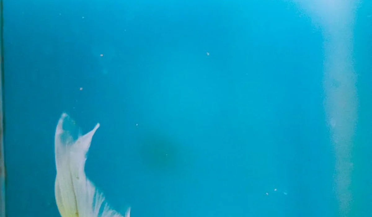 Close-up of a fish tail visible in a blue 10-gallon aquarium water.