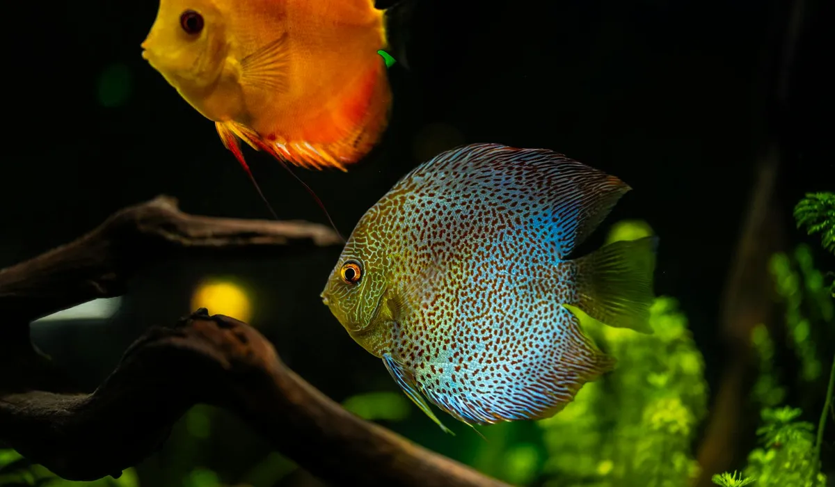 Two tropical fish swimming in a lush, planted 40-gallon freshwater aquarium.
