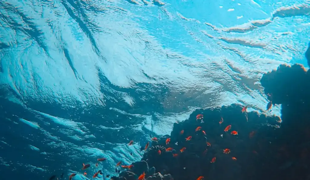 55-Gallon Fish Tank Stocking: Your Guide to a Thriving Aquarium