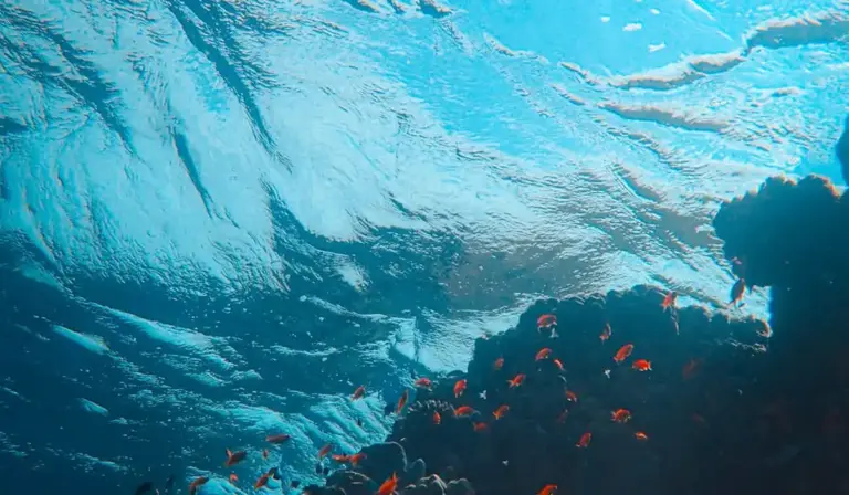 Underwater scene showing a rocky coral formation with numerous small orange reef fish swimming around.