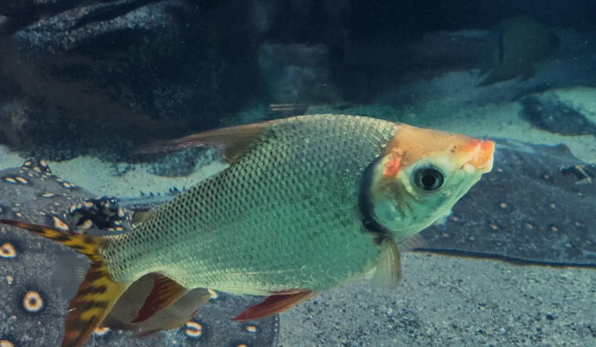 Close-up of a small green tropical fish swimming in a clear aquarium