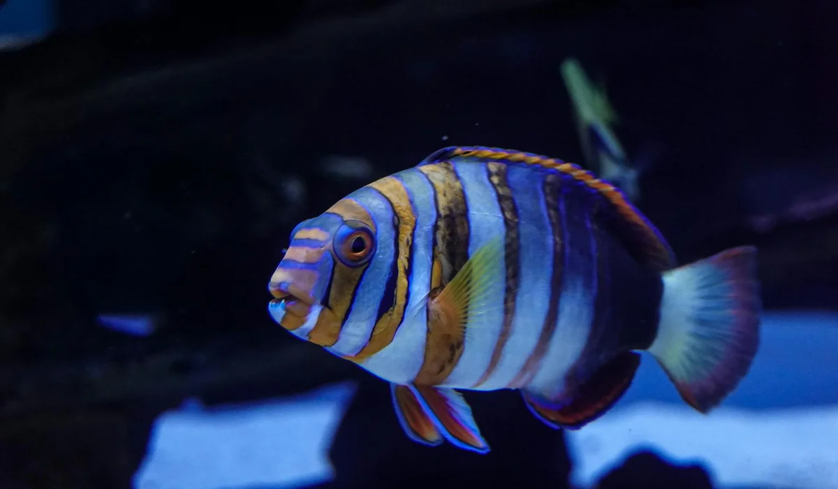 A vibrant striped tropical fish swimming in a dark aquarium.