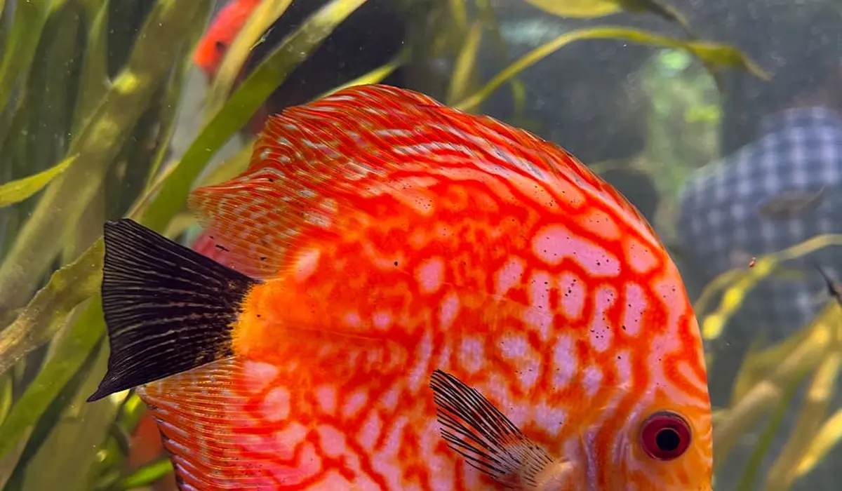 Close-up of a bright red-orange discus fish in a planted freshwater aquarium.