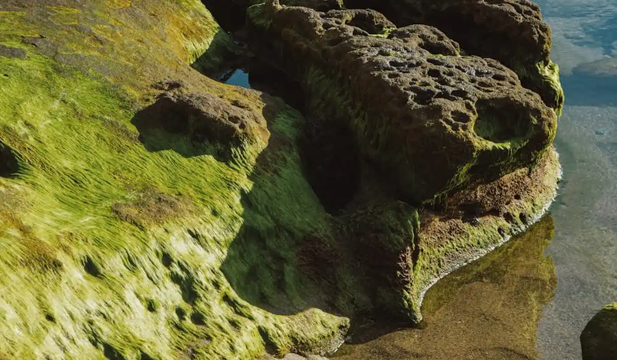 Close-up of sunlit rocks covered in green algae along a shoreline.