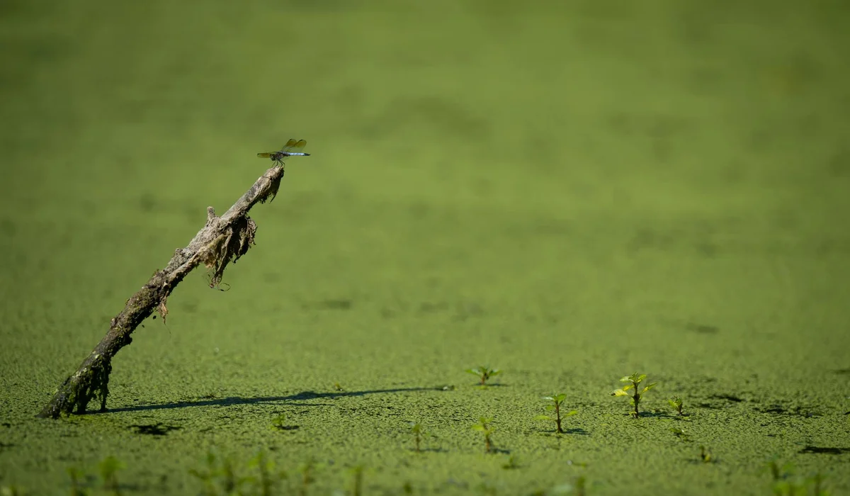 Pond water covered in dense green algae with a single weathered branch protruding upward.