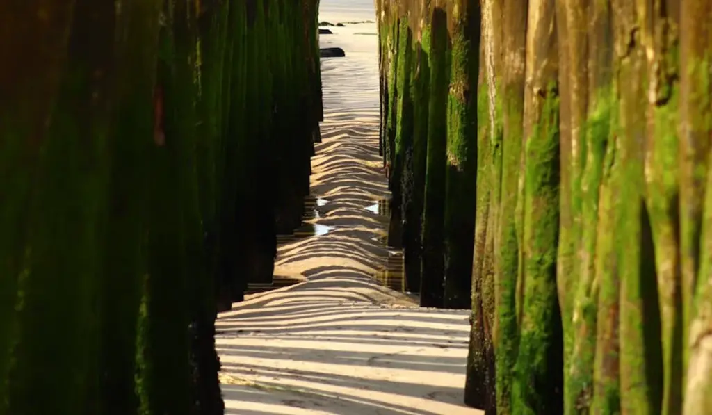 Algae Outbreak SOS: Your Quick-Action Checklist to Identify and Fix the Problem