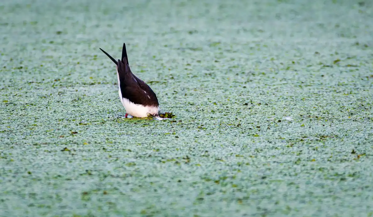 Bird partially submerged in water covered with a dense layer of green algae