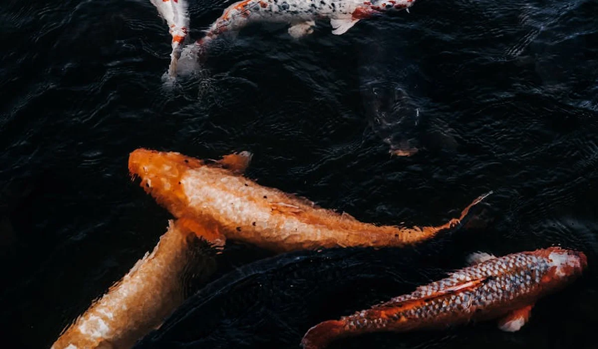 Orange and white freshwater fish swimming in dark water
