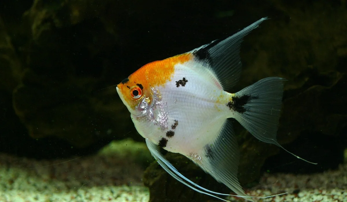 Angelfish with orange head and white body swimming in a dark aquarium.