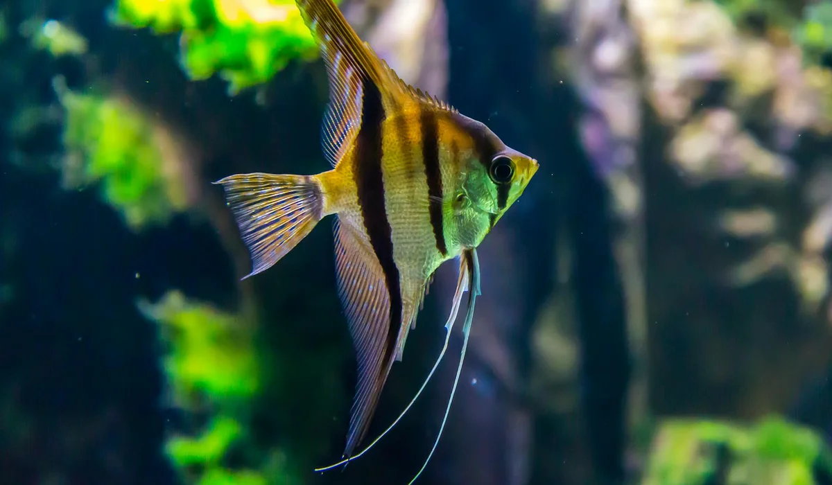 Angelfish swimming in a home aquarium with a blurred green background