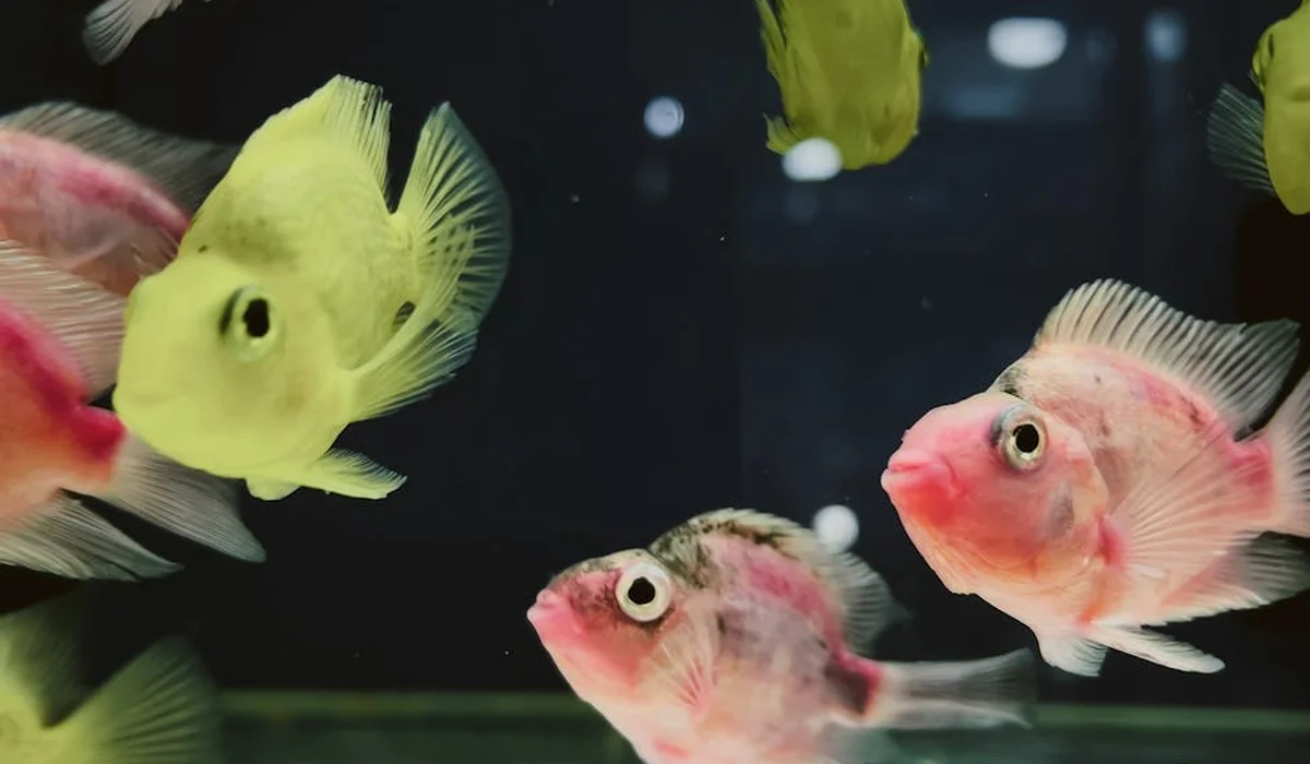 Colorful tropical fish swimming in a home aquarium.