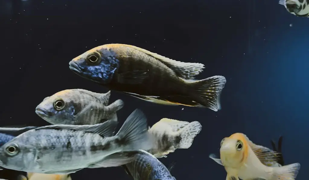 Aquarium on a Budget: Your Guide to a Stunning Tank for Under $100