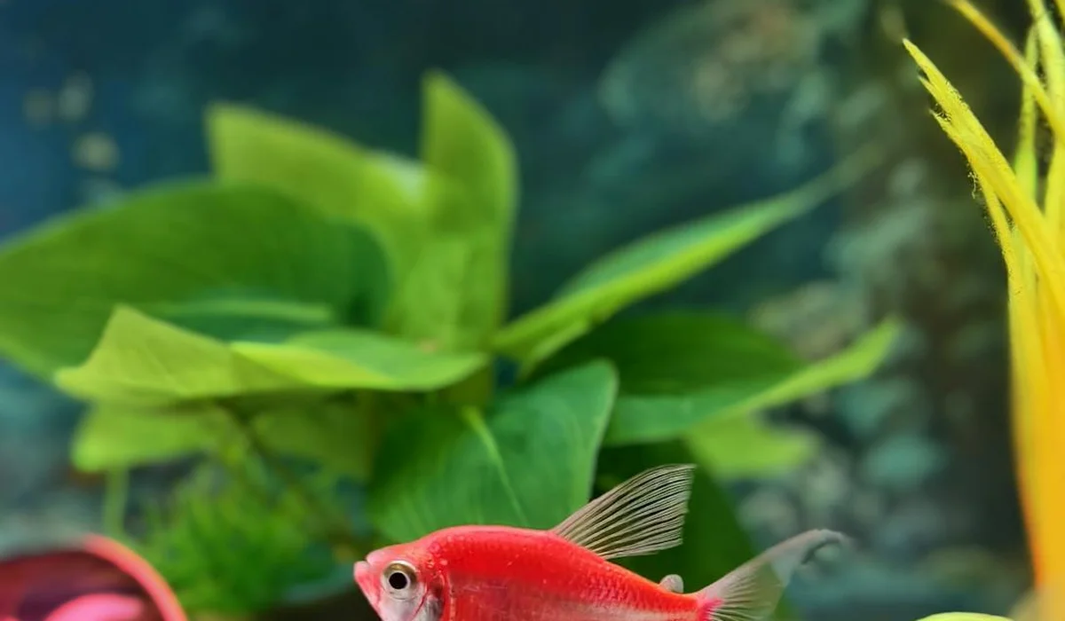 A bright red platy fish swimming among lush green plants in a freshwater community aquarium.