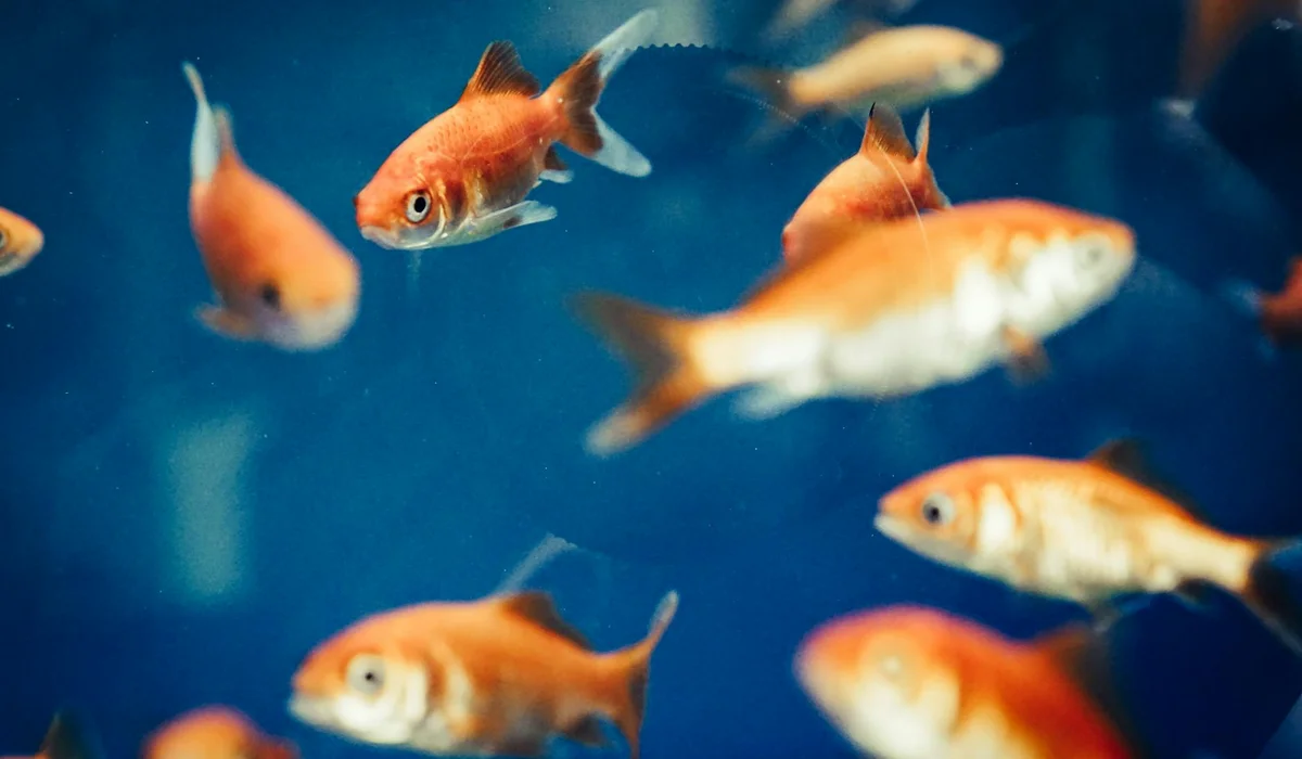 Orange goldfish swimming in a blue aquarium, illustrating the need for reliable filtration, heaters, and air pumps.