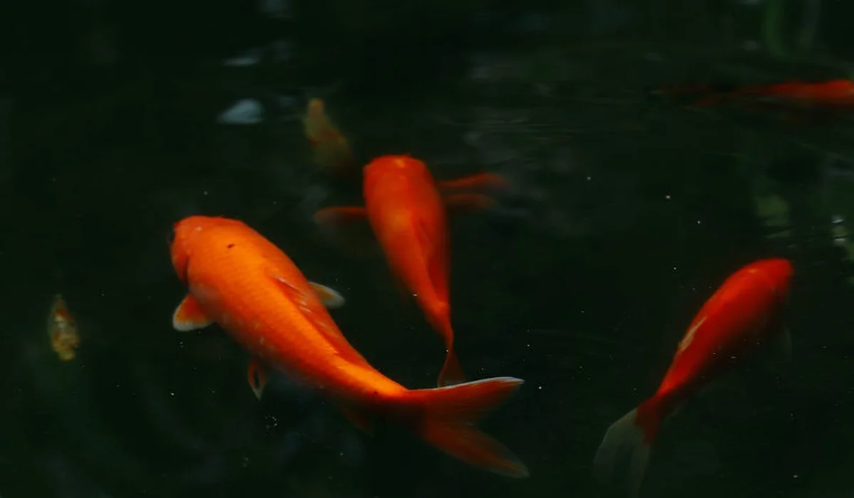 Three orange goldfish swimming in a dark, dimly lit aquarium.