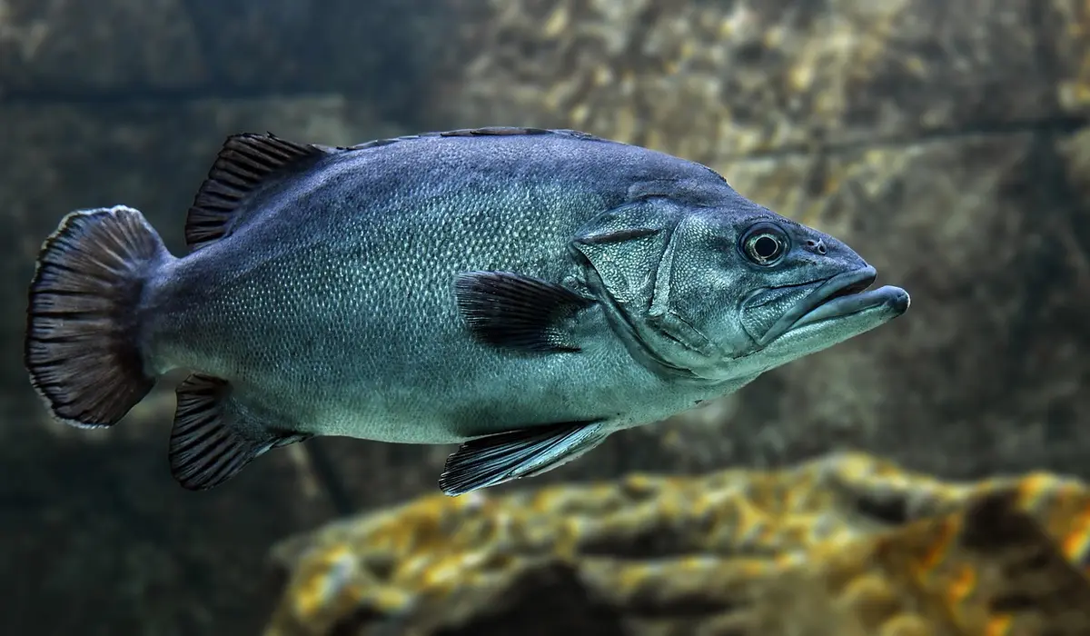 Blue-green freshwater fish swimming in an aquarium with rocks in the background.