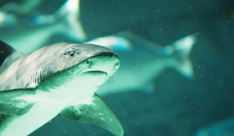 Close-up of a gray aquarium fish swimming in a blue-green tank.