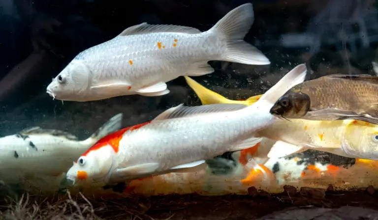 Several goldfish swimming in a glass aquarium.
