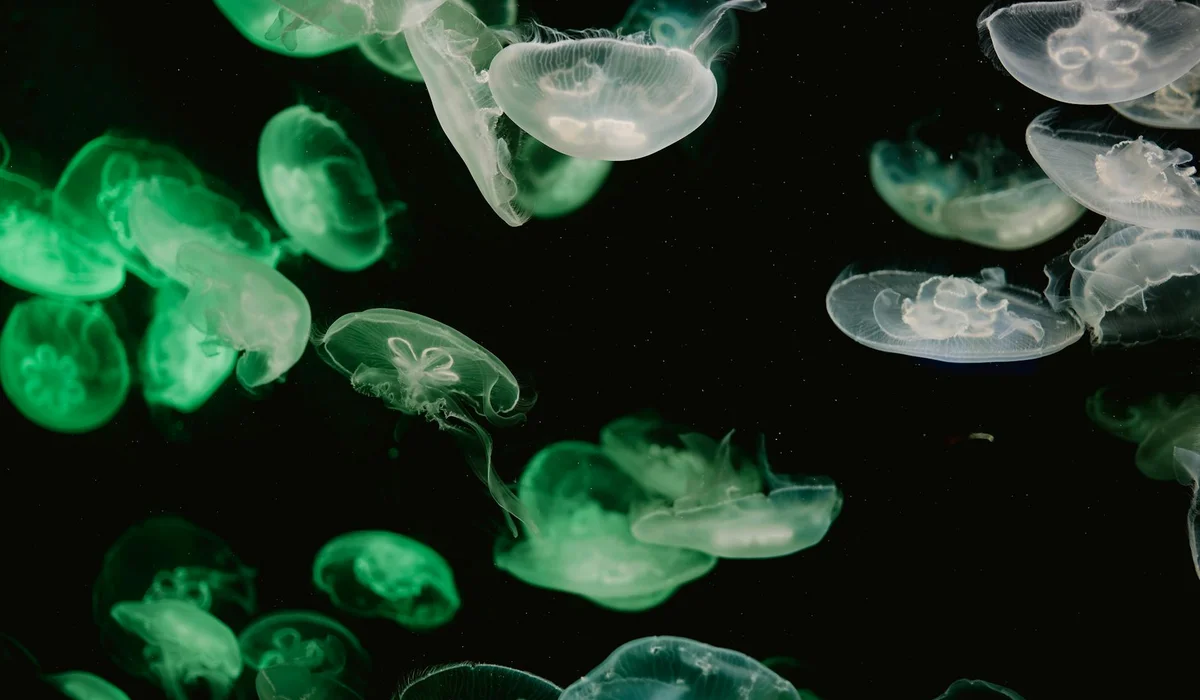 Glowing jellyfish illuminated by aquarium lighting in a dark tank