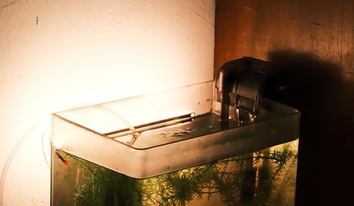 Small freshwater aquarium with lush aquatic plants and a visible filtration unit on top.