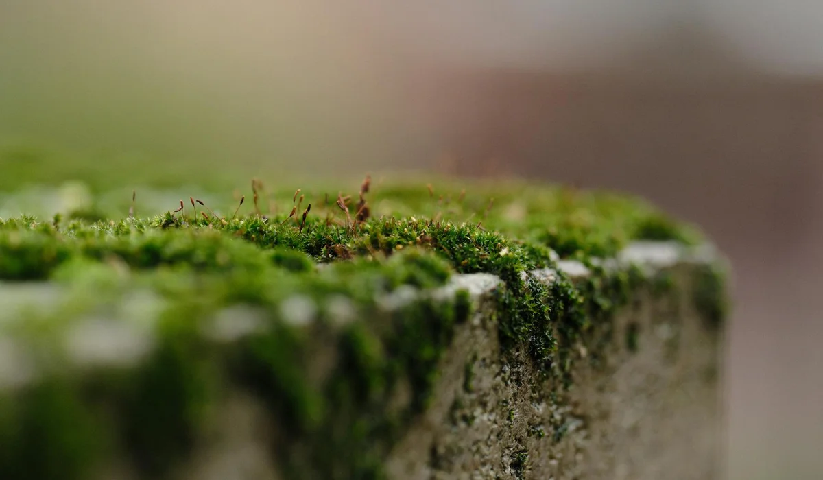 Macro close-up of bright green moss growing along a textured edge, with a softly blurred background