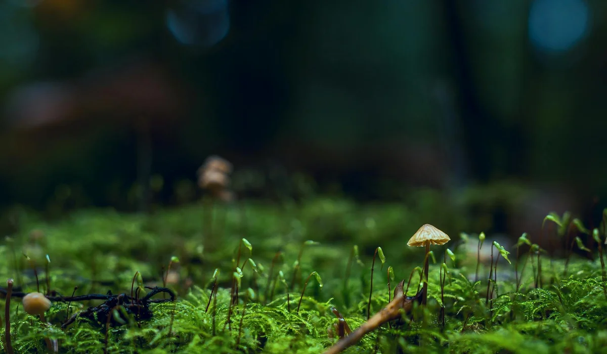 Close-up view of green aquatic moss carpeting a substrate in an aquarium, with slender moss stalks and small mushroom-like shapes in the foreground.