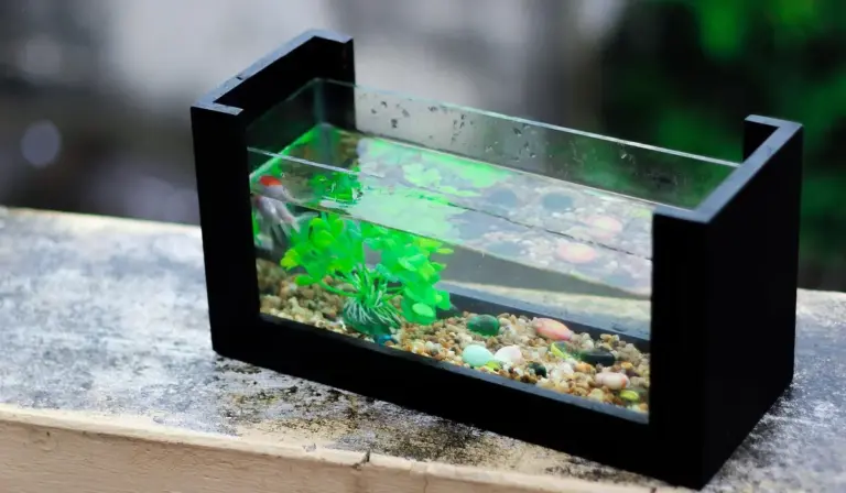 A small rectangular black-framed glass aquarium placed on a concrete ledge, containing bright green aquatic plants and pebbles.