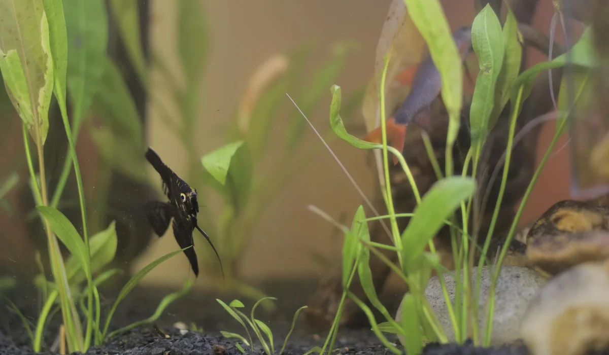 Black shrimp swimming among tall green aquarium plants in a freshwater planted tank