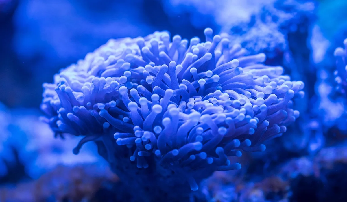 Close-up of a blue coral in a reef aquarium.