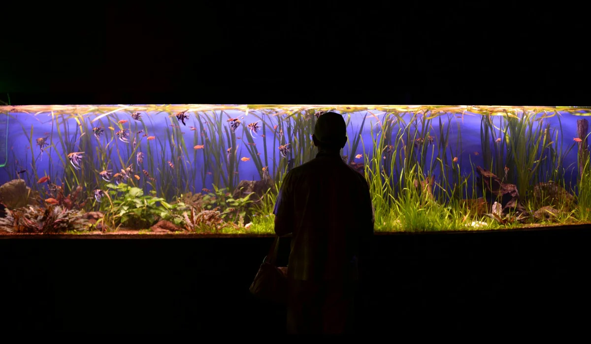 Silhouette of a person standing in front of a long, brightly lit planted aquarium with green aquatic plants.