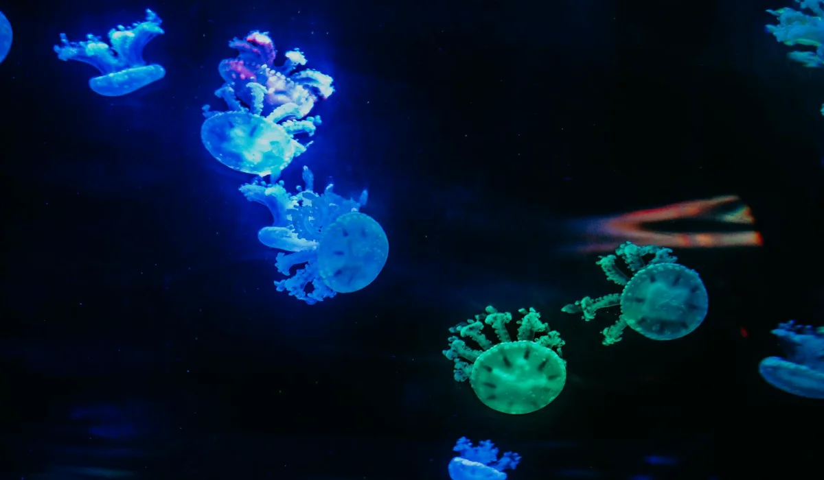 Blue and green bioluminescent jellyfish swimming in a dark aquarium.