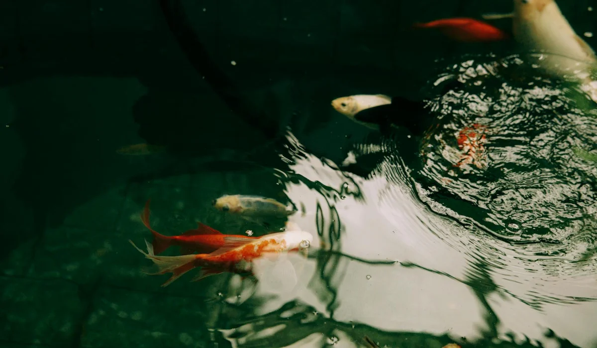 Goldfish swimming in a dark green aquarium with ripples on the surface