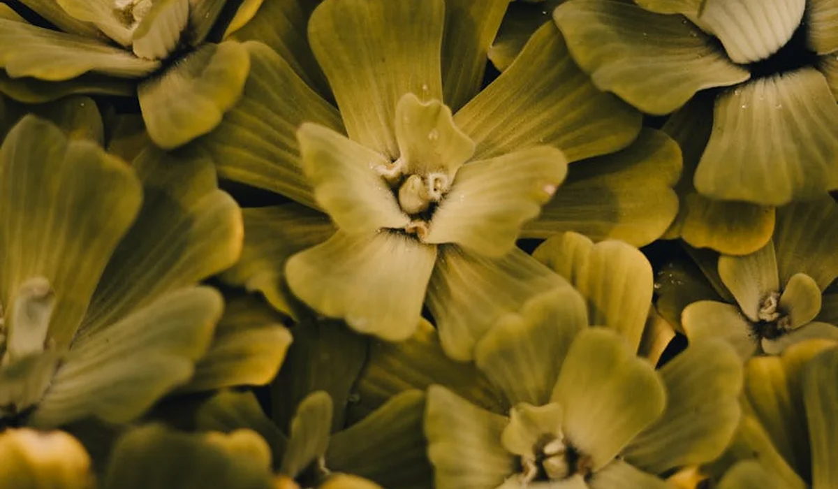 Close-up of yellow-green aquatic plant leaves, illustrating careful, staged placement of decorations and plants in an aquarium.
