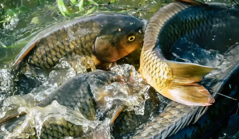 Close-up of carp-like fish with golden scales swimming among rocks in an aquarium