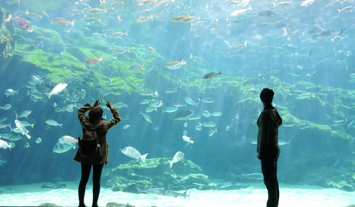 Two silhouetted figures stand before a large aquarium tank filled with swimming fish.