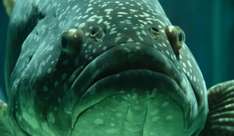 Close-up of a large, speckled fish in an aquarium