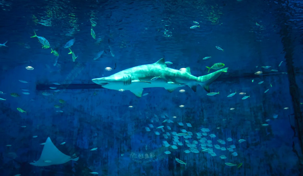 A large predatory fish swims through a blue aquarium with a school of smaller fish nearby.