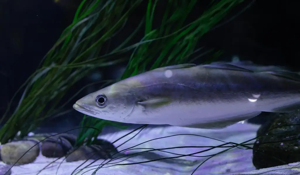 Liquid or Root Tabs? The Smart Way to Fertilize Your Aquarium Plants