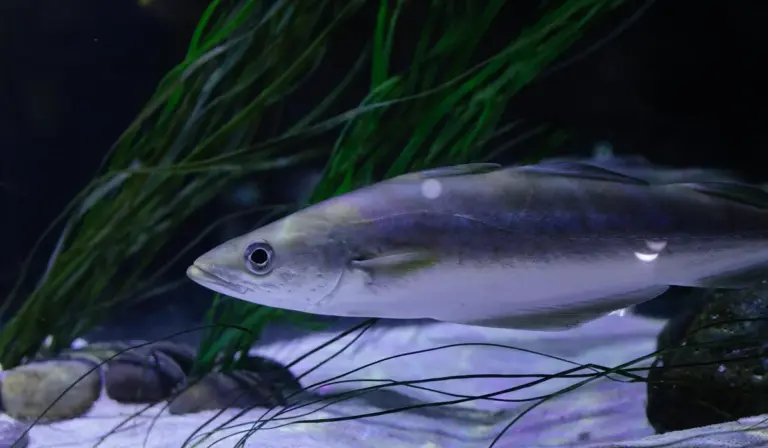 Silver fish swimming among green aquatic plants in a planted aquarium with a light substrate