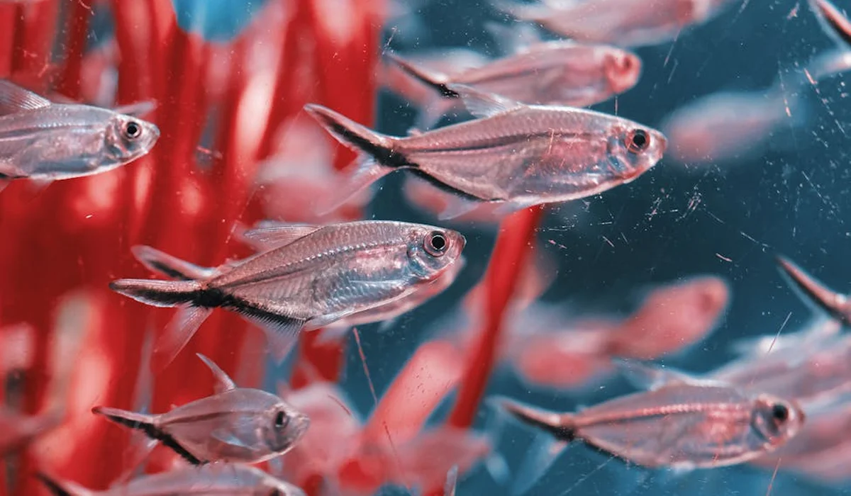 Group of small silver fish swimming in a glass aquarium with red aquatic plants in the background.