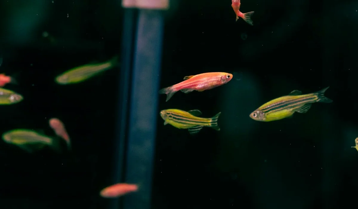Colorful tropical fish swimming in an aquarium with visible equipment in the background