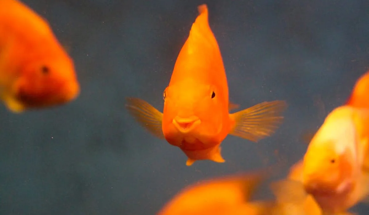 Orange goldfish swimming in a clean, clear aquarium