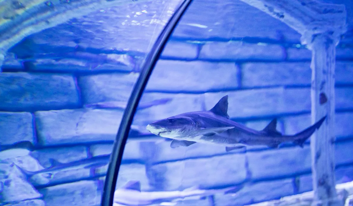 Blue-tinted aquarium with a small fish swimming near a curved tube, illustrating aquarium maintenance.