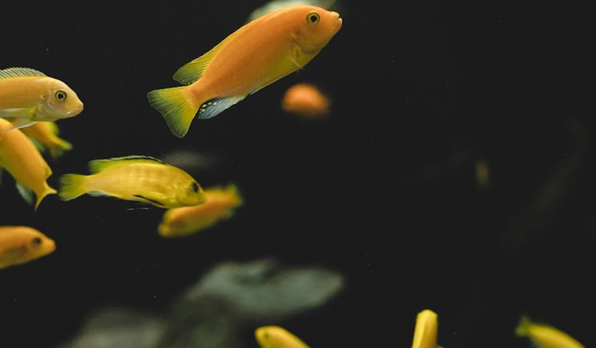 Group of small orange and yellow fish swimming in a dark aquarium.