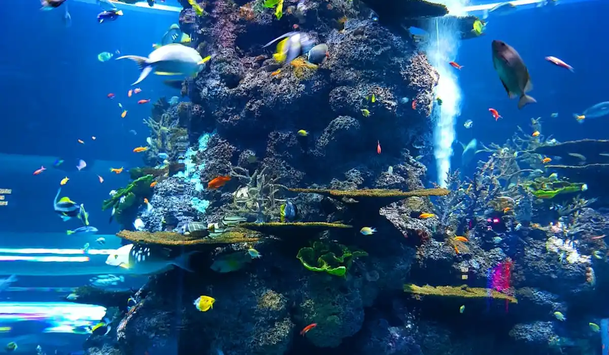 Colorful tropical aquarium with vibrant fish swimming around rock formations and coral decorations.