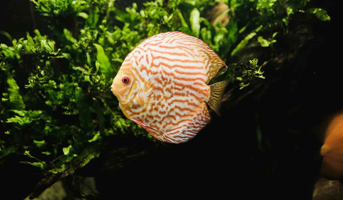 Orange and white striped discus fish swimming among dense green live aquarium plants.