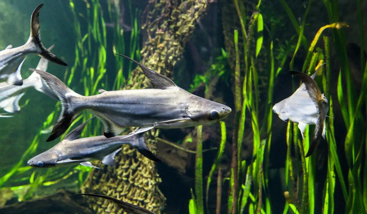 Silver fish swimming among tall green aquatic plants in a planted aquarium.