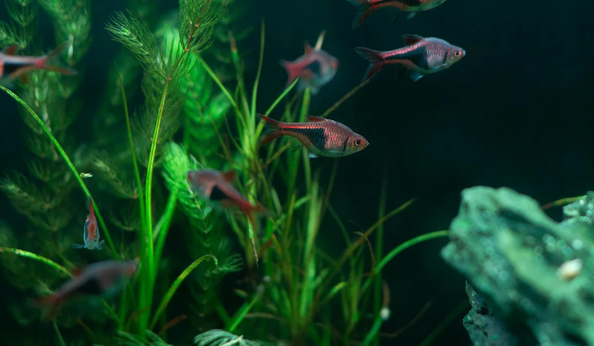 A lush freshwater aquarium scene with tall green plants and small schooling fish swimming among them.