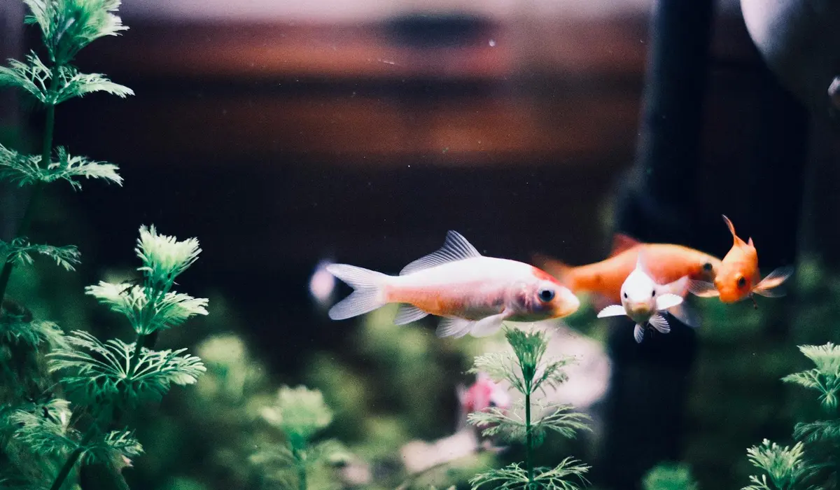 A freshwater aquarium with lush green aquatic plants and several goldfish swimming among them.