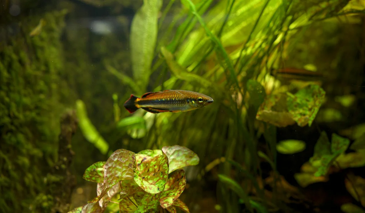 Small fish swims among lush live aquarium plants with green leaves and foreground foliage.